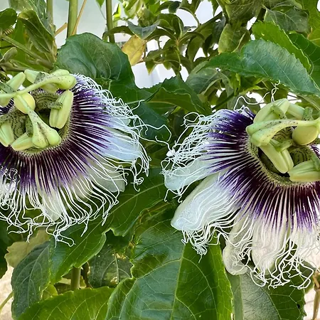 Villa Jomavi Eco-villa