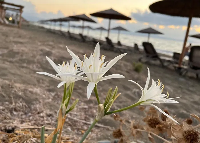 Jomavi Eco-villa Villa