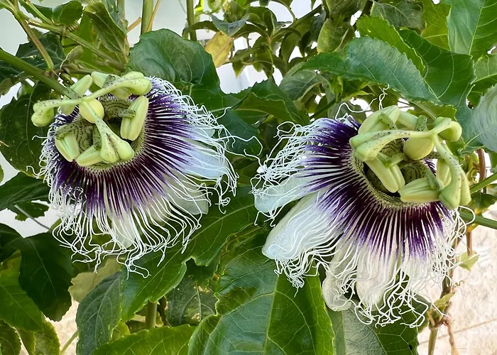 ヴィラ Jomavi Eco-villa